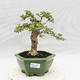 Indoor bonsai -Ligustrum Variegata - dziób ptaka - 1/6