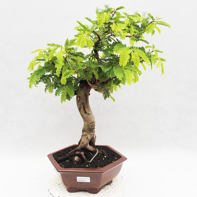 Kryty bonsai -Phyllanthus - Smutek - 1