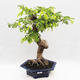 Kryty bonsai -Phyllanthus Niruri- Smuteň - 1/6