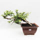 Kryty bonsai -Phyllanthus Niruri- Smuteň - 1/6