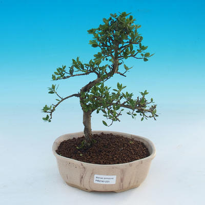bonsai pokój - Ilex crenata - Holly - 1