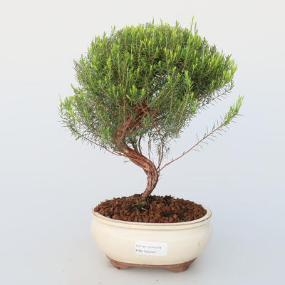 Pokój bonsai - Coleonema - Koleonema - 1