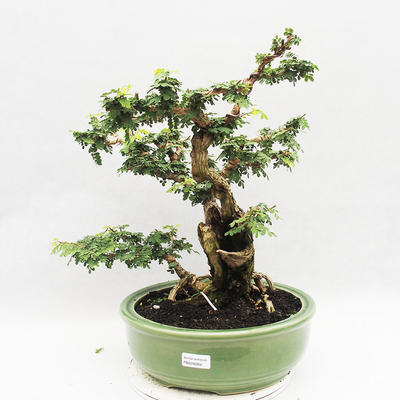 Kryty bonsai -Phyllanthus Niruri- Smuteň - 1
