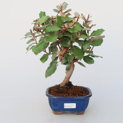 Pokój bonsai -Eleagnus - Hlošina - 1