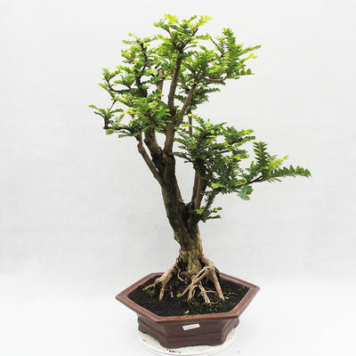Kryty bonsai -Phyllanthus Niruri- Smuteň - 1