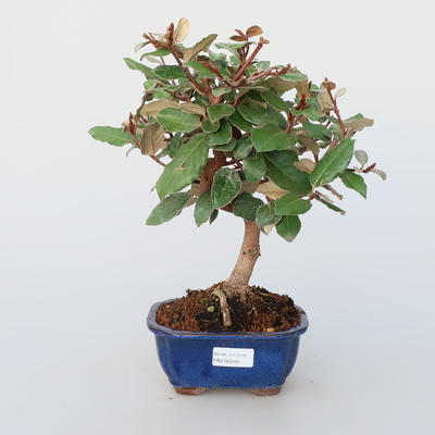 Pokój bonsai -Eleagnus - Hlošina - 1