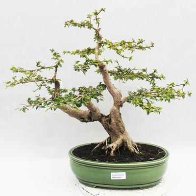 Bonsai do wnętrz - Cudrania equisetifolia - 1