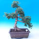 Outdoor bonsai -Javor babyka - Acer campestre - 1/5