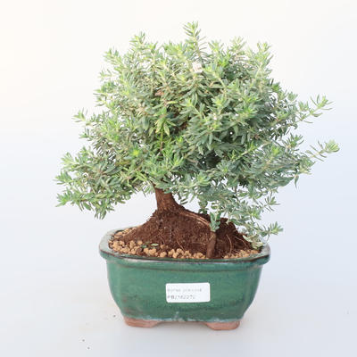 Pokój bonsai -Westrigea sp. - Westringie - 1