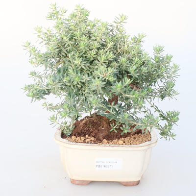Pokój bonsai -Westrigea sp. - Westringie - 1