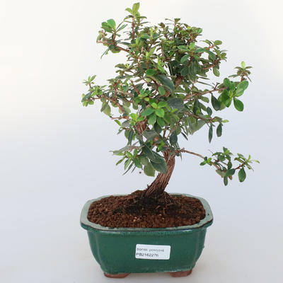 Pokój bonsai - Wscallonia sp. - Zakłopotanie - 1