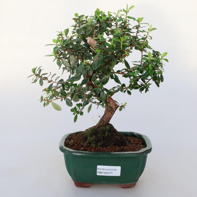 Pokój bonsai - Wscallonia sp. - Zakłopotanie - 1