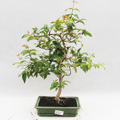 Indoor Bonsai - Australian Cherry - Eugenia uniflora - 1