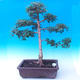 Outdoor bonsai -Javor babyka - Acer campestre - 1/6