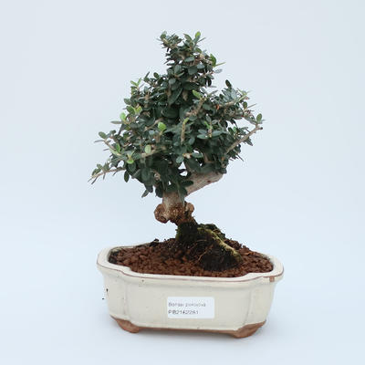 Pokojowe bonsai - Olea europaea sylvestris - Oliwkowe europejskie pałeczki - 1