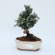 Pokojowe bonsai - Olea europaea sylvestris - Oliwkowe europejskie pałeczki - 1/5