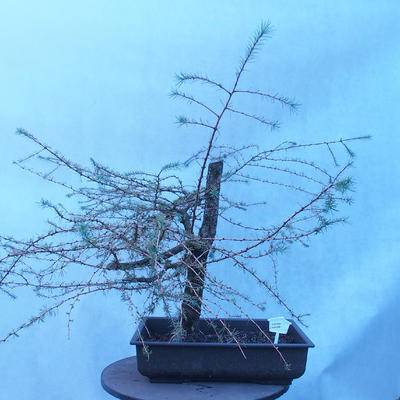 Yamadori - Modrzew liściastych - Larix decidua - 1