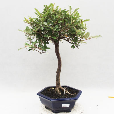 Kryty bonsai -Eleagnus - Hlošina - 1