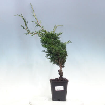 Outdoorowe bonsai - Juniperus chinensis KISHU - jałowiec chiński