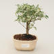 Room bonsai -Ligustrum variegata - Ptasie oko - 1/3