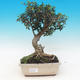 bonsai Room - Olea europaea sylvestris -Oliva Europejski drobnolistá - 1/5