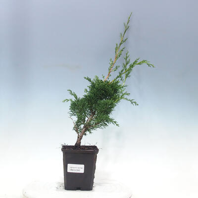 Outdoorowe bonsai - Juniperus chinensis KISHU - jałowiec chiński