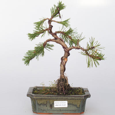 Bonsai na świeżym powietrzu - Pinus mugo mops - Kora sosnowa