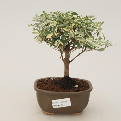 Room bonsai -Ligustrum variegata - Ptasie oko - 1