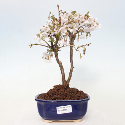 Bonsai zewnętrzne - Prunus incisa Kojou-no mai-cięcie śliwki - 1