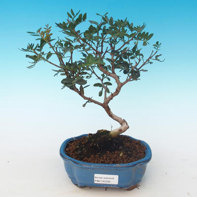 Indoor bonsai-Pistachio PB2191230 - 1