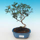 Indoor bonsai-Pistachio PB2191230 - 1/3