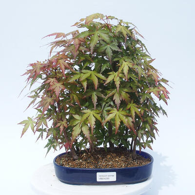 Acer palmatum - klon - gaj - 1