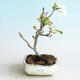 Outdoor bonsai - Malus sargentii - Jabłoń drobnoowocowa - 1/4