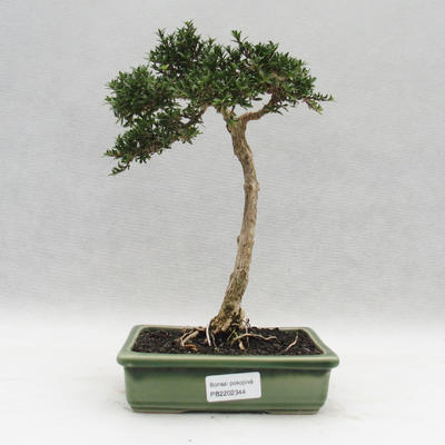 Kryty bonsai - Serissa japonica - drobnolistna - 1