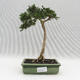 Kryty bonsai - Serissa japonica - drobnolistna - 1/2