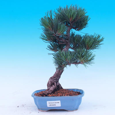 Outdoor bonsai -Borovice drobnokvětá - Pinus parviflora glauca - 1