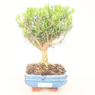 Pokój bonsai - Buxus harlandii - korek buxus - 1