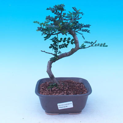 Pokój bonsai - Zantoxylum piperitum - Pepřovník - 1