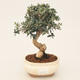 Pokojowe bonsai - Olea europaea sylvestris - Oliwkowe europejskie pałeczki - 1/5