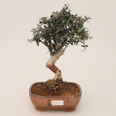 Pokojowe bonsai - Olea europaea sylvestris - Oliwkowe europejskie pałeczki - 1
