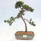 Outdoor bonsai - Juniperus chinensis Kishu - chiński jałowiec - 1/4