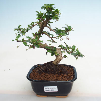 Kryty bonsai - Carmona macrophylla - herbata Fuki PB2201238 - 1