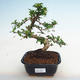 Kryty bonsai - Carmona macrophylla - herbata Fuki PB2201238 - 1/5