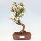 Outdoor bonsai -Malus Halliana - owocach jabłoni - 1/7