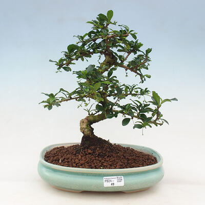 Bonsai wewnętrzne - Carmona makrophylla - Herbata Fuki - 1