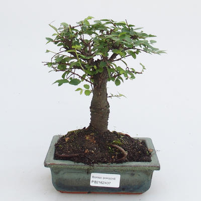 Room bonsai-Ulmus Parvifolia-Malolist wiąz