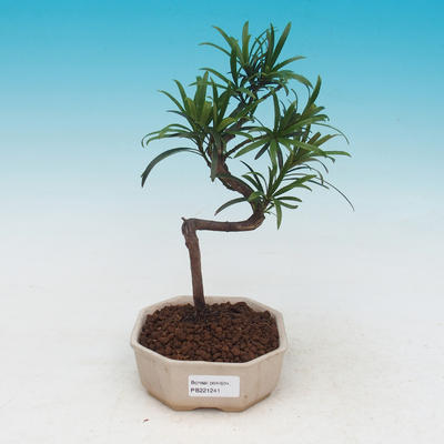 bonsai pokój - Podocarpus - Stone tysięcy - 1