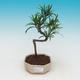 bonsai pokój - Podocarpus - Stone tysięcy - 1/4