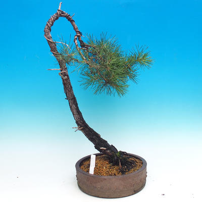 Outdoor bonsai - Pinus Sylvestris - Forest Pine - 1