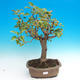 Outdoor bonsai - Malus halliana - jabłoń Malplate - 1/5